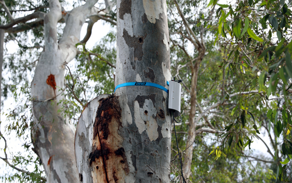 Tree sensor