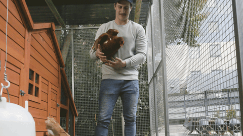 Farm boy holds/plays with chicken at student accom. Maybe chases it around the coop. 