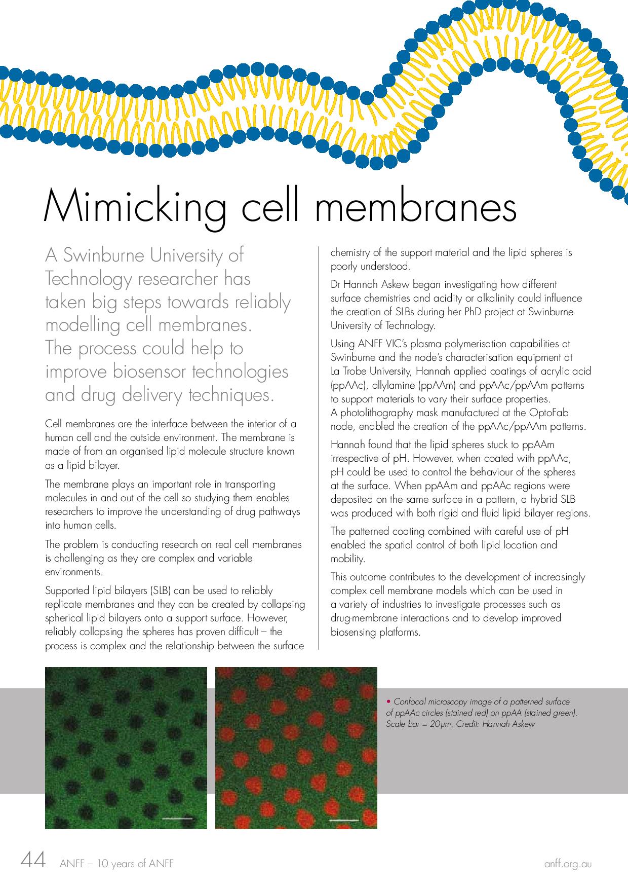 Mimicking cell membranes