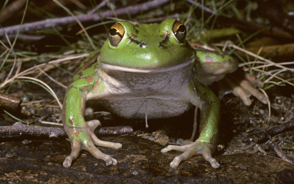 Photo of Growling Grass Frog