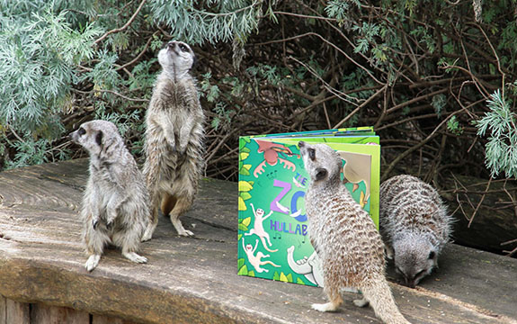 Meerkats with a book.