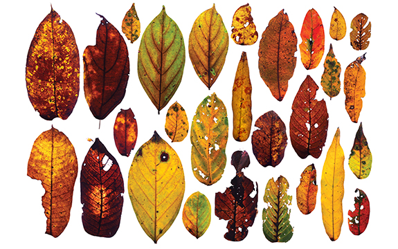 Leaf collection 