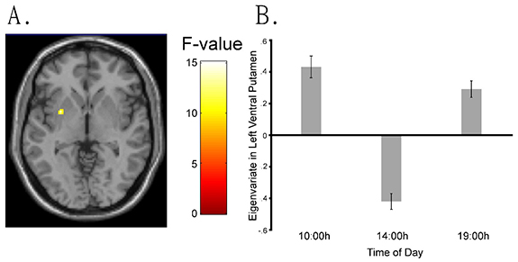 figure showing brain reactions at different times of the day