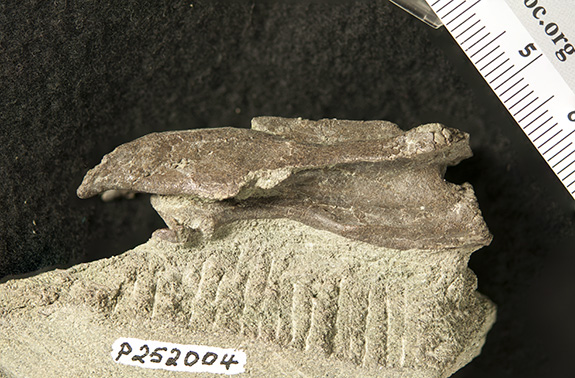 elaphrosaur vertebra credit Museums Victoria