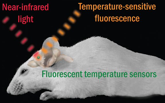 Image showing near-infrared light being used to measure rat brain temperature