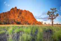 View of boab trees at the Windjana Gorge, Western Australia at sunset