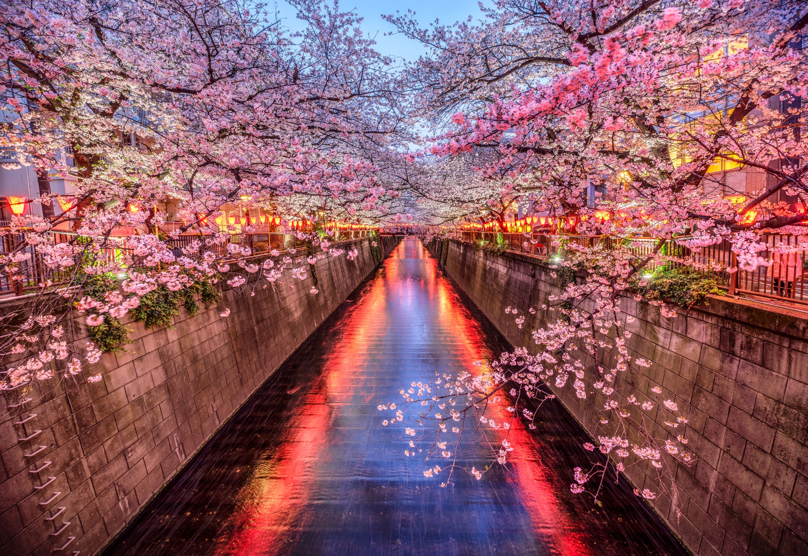 Sakura cherry blossom season in meguro river at dusk, Tokyo. Japan