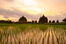 Sunset across rice fields with the Candi Plaosan temple in the distance