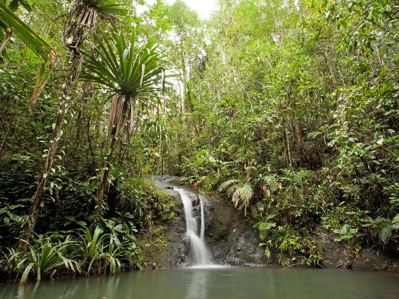 Image of Colo I Suva Forest Park in Fiji