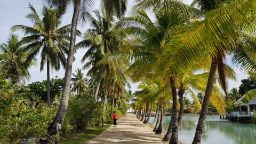 Image of palm trees and person walking in Fiji