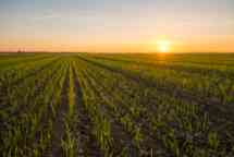 Beautiful view of wheat field during sunset. Seedlings are growing on farm against sky. Scenic view of agricultural land.
