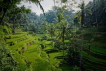 View of lush green grassy fields in tropical Bali