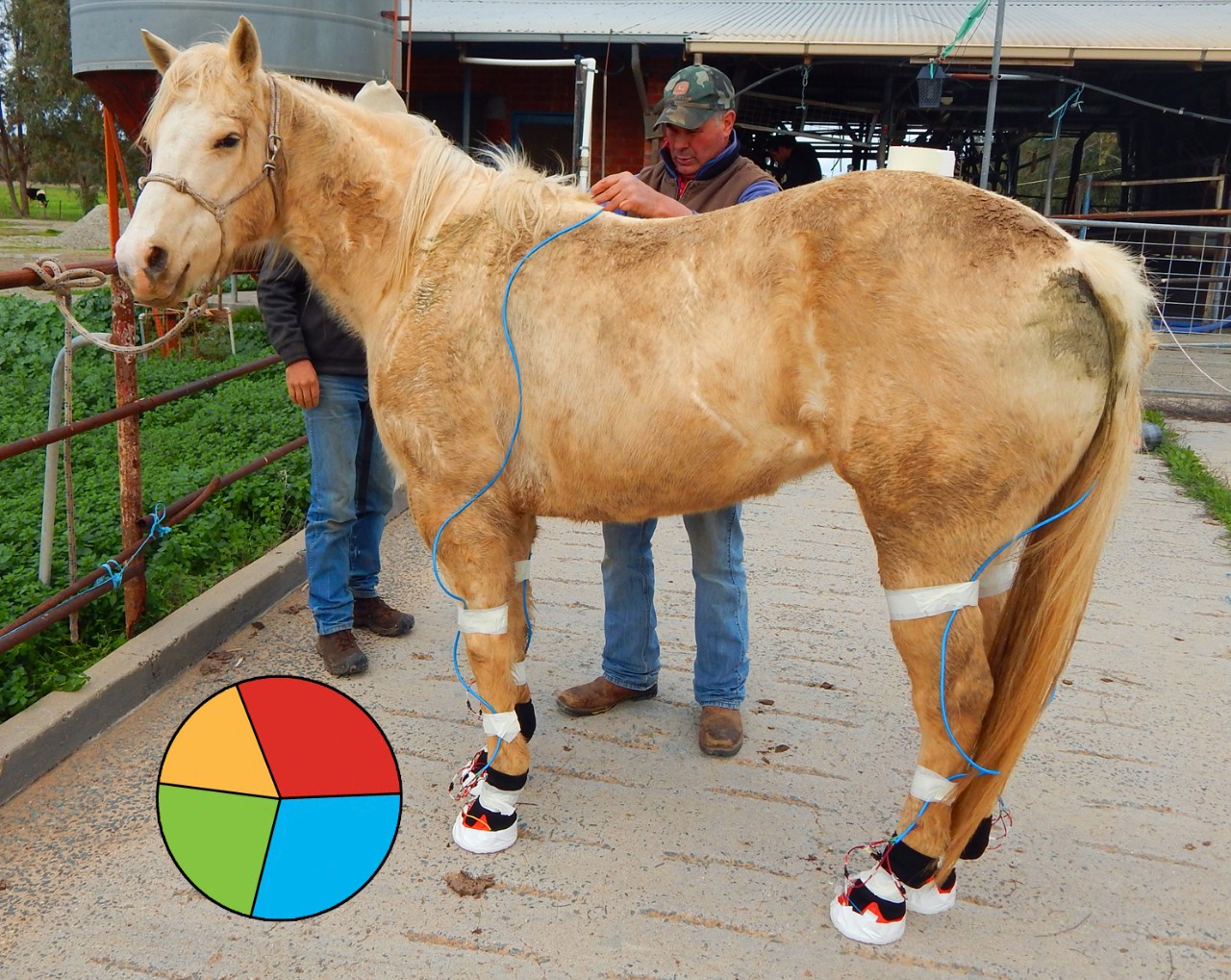 CDI Piezoresistive Sensor Technologies Project - Horse