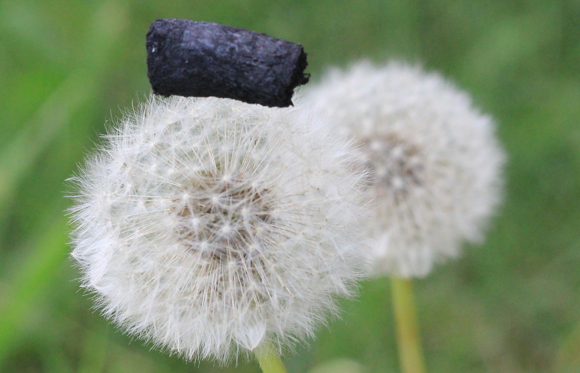 A newly invented black material sits lightly atop a dandelion flower.