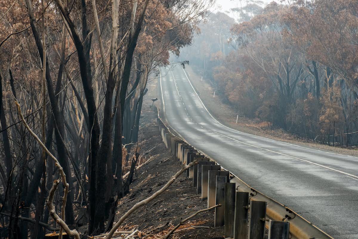 Australian bush land with burnt trees all along a rural road. 