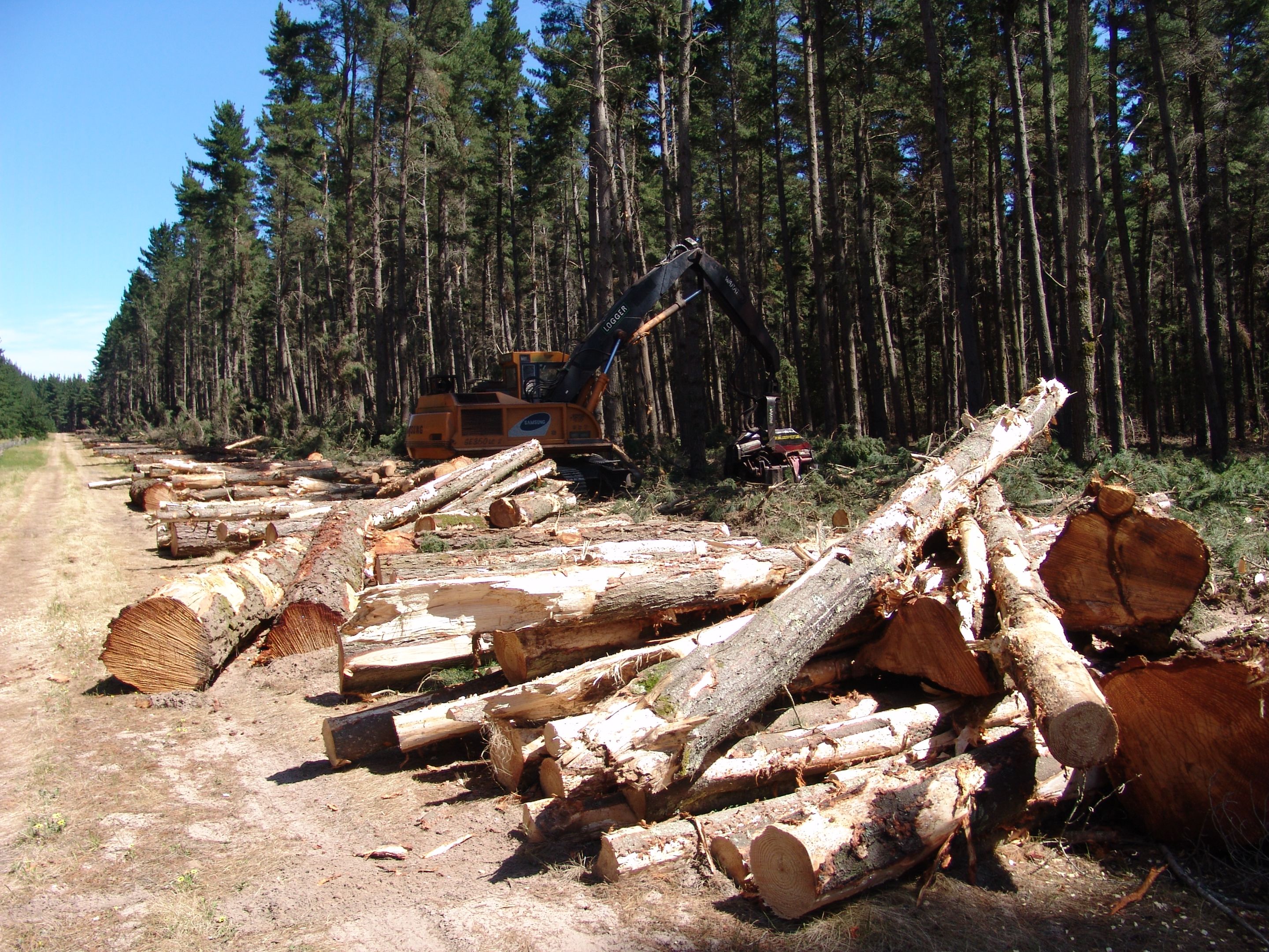 An excavator next to a forest of pine trees and some cut down pine trees
