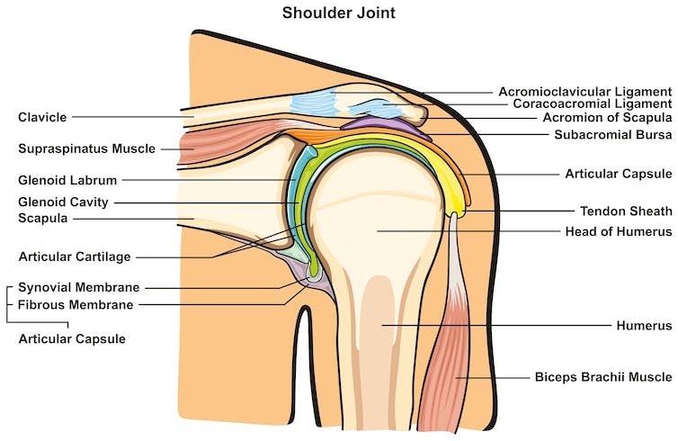 Picture diagram of the shoulder joint, with each critical part labelled. 