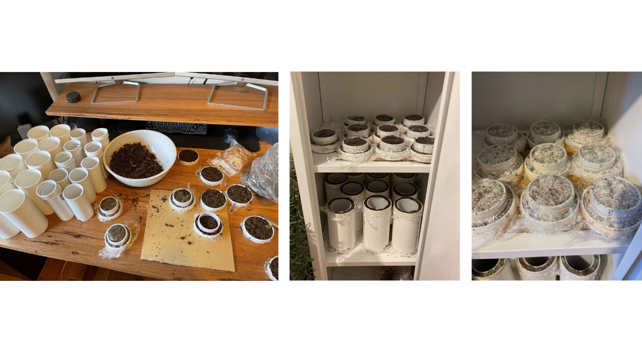 A composition of eight pictures documents the process of growing mycelium containers using PVC pipe as a frame