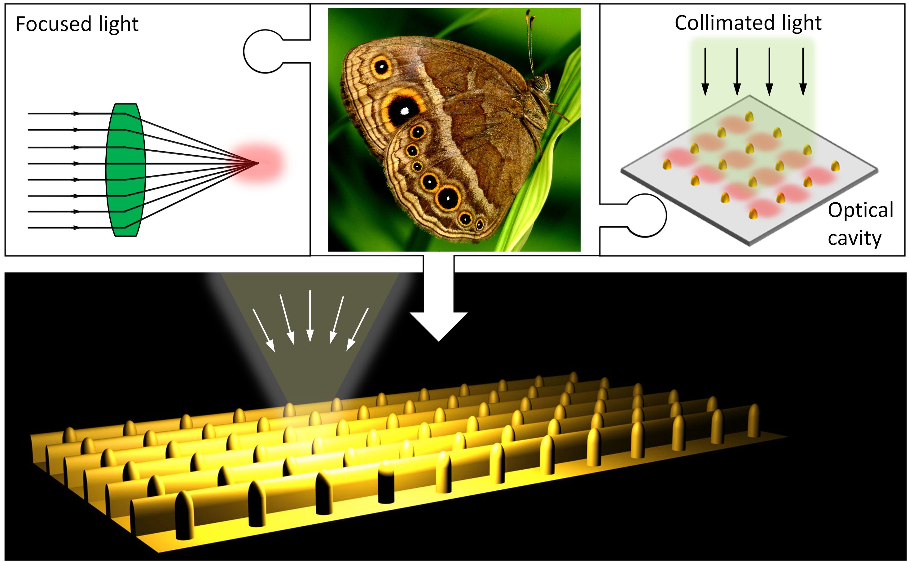 Focused light combined with collimated light and an optical cavity, inspired by butterfly wings, created nanostructures that allowed more light to be concentrated