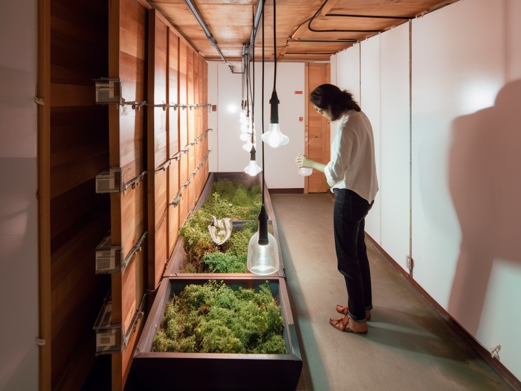 A person stands in a long, contemporary, underground room tending to green plants growing in troughs