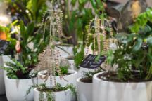 Bionic plans with hanging tentacles made from clear plasic and wooden circles are planted in white pots amongst natural greenery 