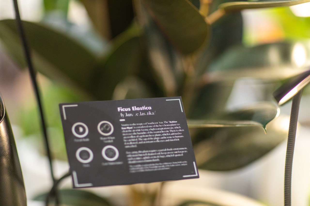 A botanical plaque shows the name 'Ficus Elastica' and species information created for a bionic plant  