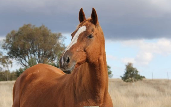 Ben, a horse helped by Project Hope. 
