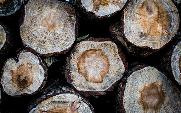 cross-section of tree logs showing tree rings